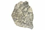Eucrite Meteorite ( g) Slice - From Vesta Minor-Planet #266434-1